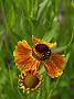 Helenium Waltraud_1